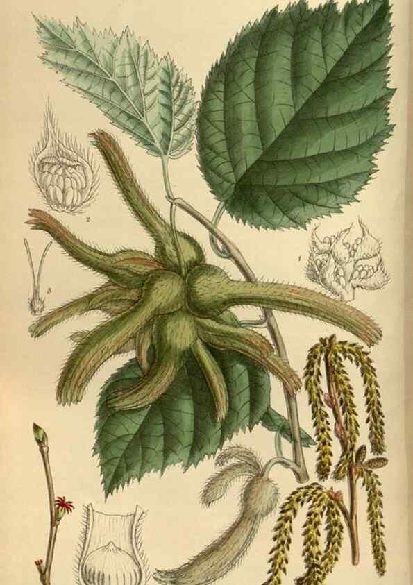 Reproducción/Reproduction 35885660262: Curtis's botanical magazine.. London ; New York [etc.] :Academic Press [etc.]