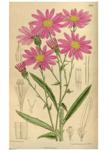 Reproducción/Reproduction 35885661522: Curtis's botanical magazine.. London ; New York [etc.] :Academic Press [etc.]