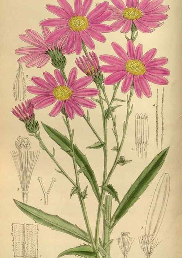 Reproducción/Reproduction 35885661522: Curtis's botanical magazine.. London ; New York [etc.] :Academic Press [etc.]