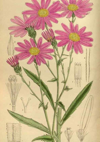 Reproducción/Reproduction 35885661522: Curtis's botanical magazine.. London ; New York [etc.] :Academic Press [etc.]