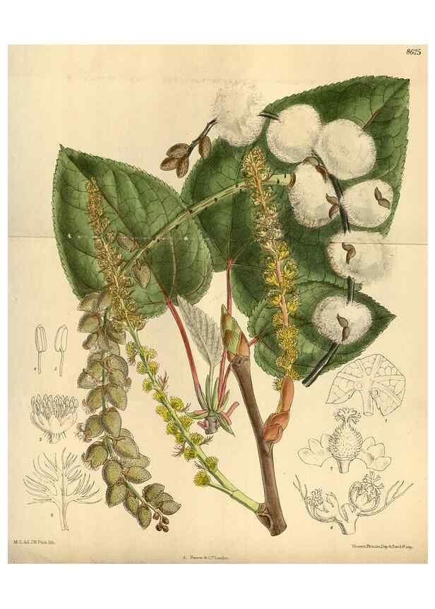 Reproducción/Reproduction 36056918405: Curtis's botanical magazine.. London ; New York [etc.] :Academic Press [etc.]