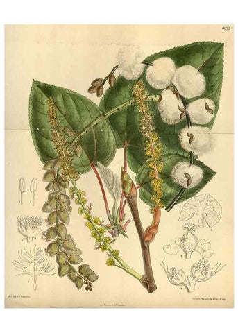 Reproducción/Reproduction 36056918405: Curtis's botanical magazine.. London ; New York [etc.] :Academic Press [etc.]