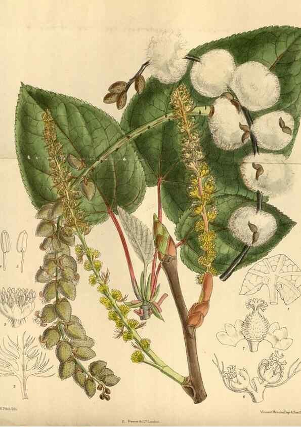 Reproducción/Reproduction 36056918405: Curtis's botanical magazine.. London ; New York [etc.] :Academic Press [etc.]