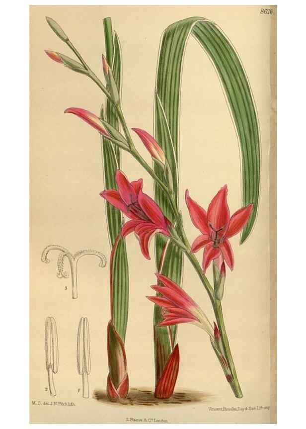 Reproducción/Reproduction 36056920655: Curtis's botanical magazine.. London ; New York [etc.] :Academic Press [etc.]