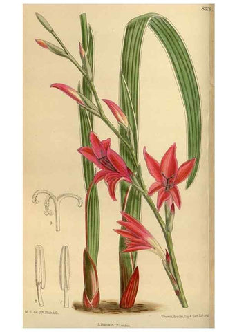 Reproducción/Reproduction 36056920655: Curtis's botanical magazine.. London ; New York [etc.] :Academic Press [etc.]