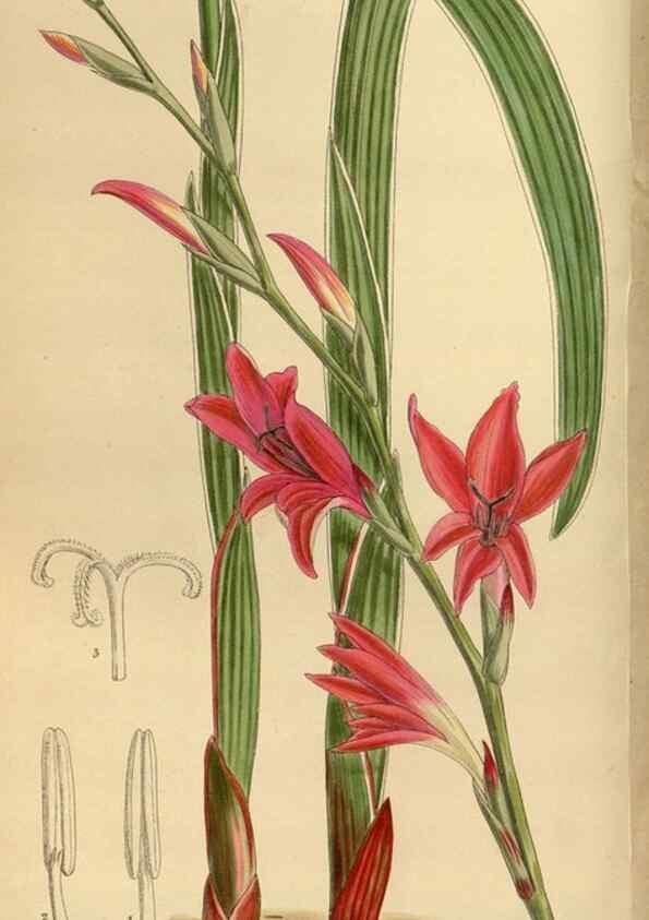 Reproducción/Reproduction 36056920655: Curtis's botanical magazine.. London ; New York [etc.] :Academic Press [etc.]