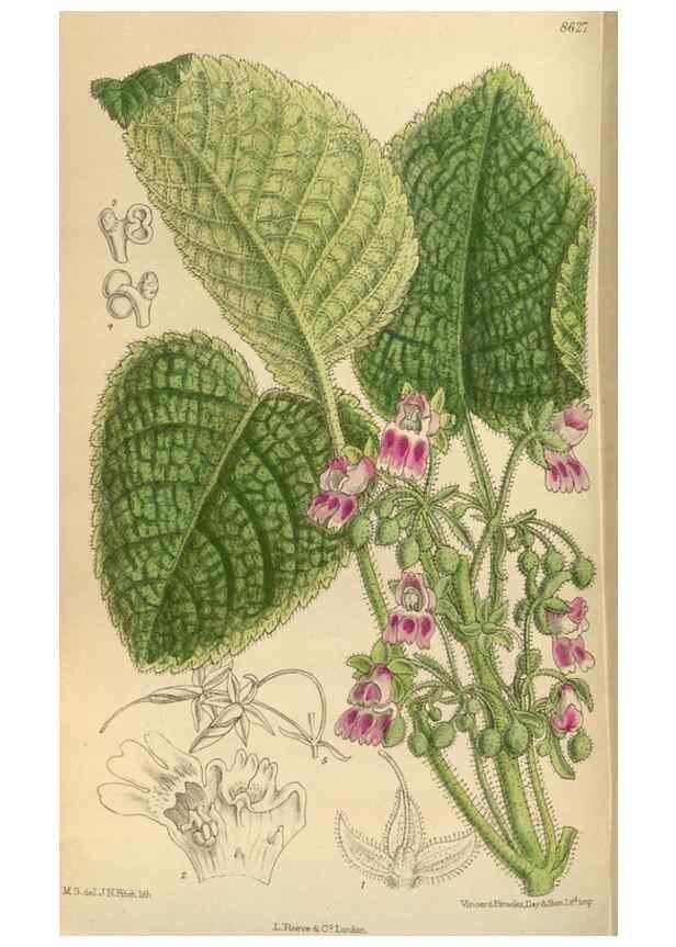 Reproducción/Reproduction 36056923345: Curtis's botanical magazine.. London ; New York [etc.] :Academic Press [etc.]
