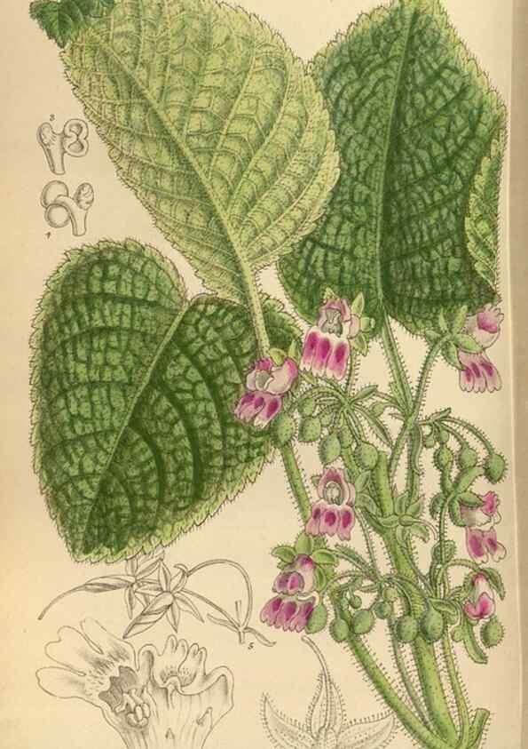 Reproducción/Reproduction 36056923345: Curtis's botanical magazine.. London ; New York [etc.] :Academic Press [etc.]