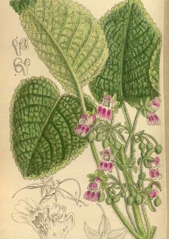 Reproducción/Reproduction 36056923345: Curtis's botanical magazine.. London ; New York [etc.] :Academic Press [etc.]