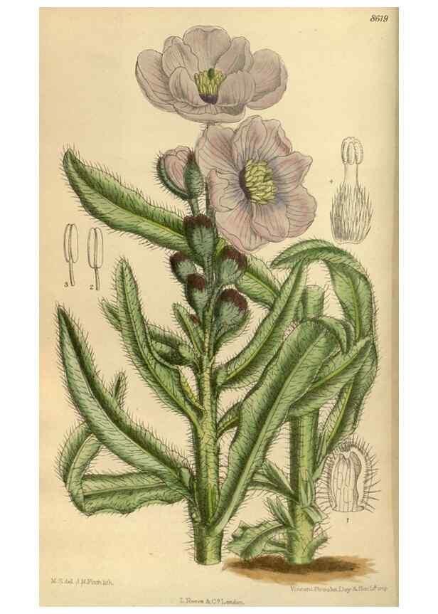 Reproducción/Reproduction 36015505496: Curtis's botanical magazine.. London ; New York [etc.] :Academic Press [etc.]