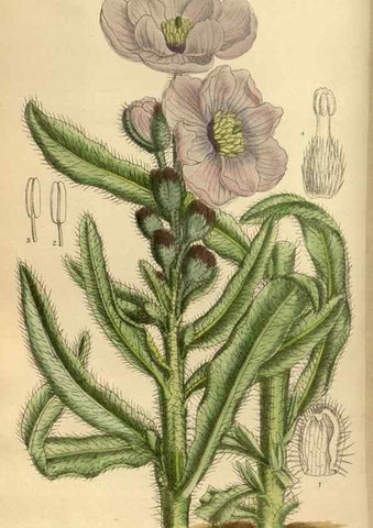Reproducción/Reproduction 36015505496: Curtis's botanical magazine.. London ; New York [etc.] :Academic Press [etc.]