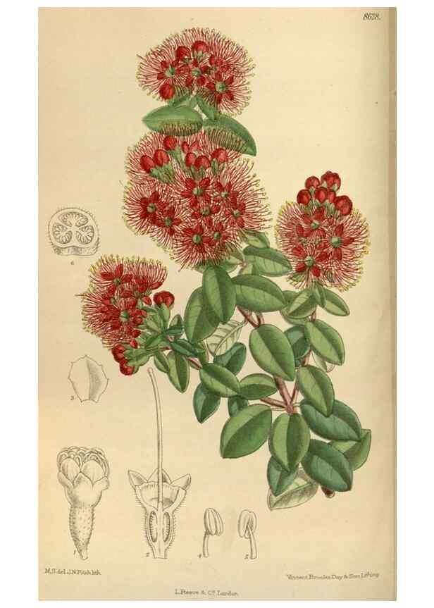 Reproducción/Reproduction 35885665982: Curtis's botanical magazine.. London ; New York [etc.] :Academic Press [etc.]