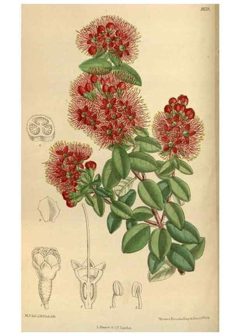 Reproducción/Reproduction 35885665982: Curtis's botanical magazine.. London ; New York [etc.] :Academic Press [etc.]