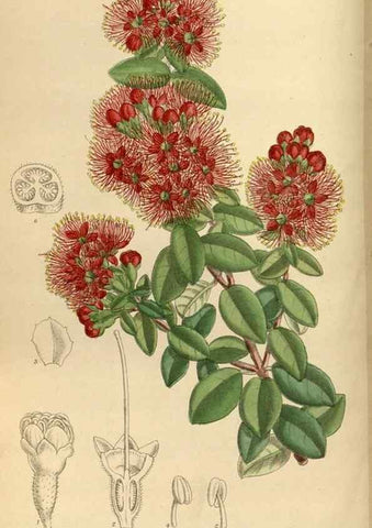 Reproducción/Reproduction 35885665982: Curtis's botanical magazine.. London ; New York [etc.] :Academic Press [etc.]