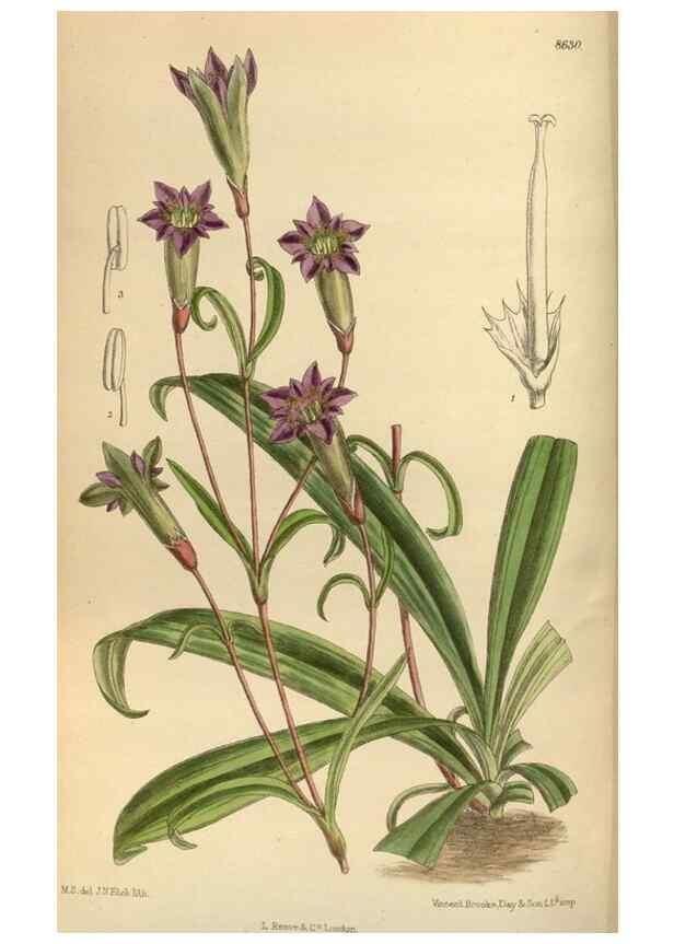 Reproducción/Reproduction 36015534736: Curtis's botanical magazine.. London ; New York [etc.] :Academic Press [etc.]