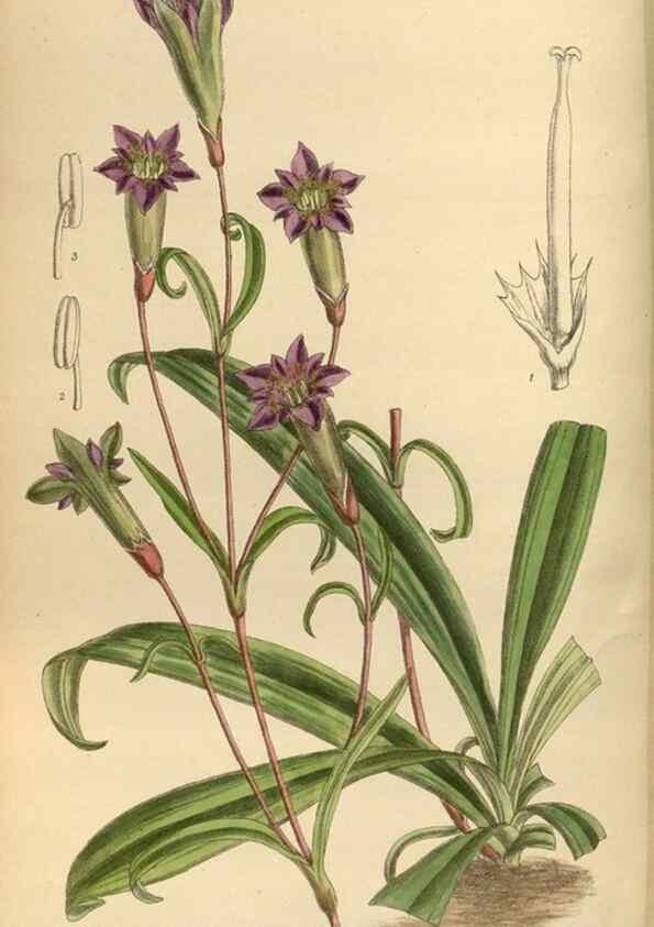 Reproducción/Reproduction 36015534736: Curtis's botanical magazine.. London ; New York [etc.] :Academic Press [etc.]