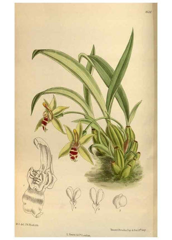 Reproducción/Reproduction 36015537006: Curtis's botanical magazine.. London ; New York [etc.] :Academic Press [etc.]
