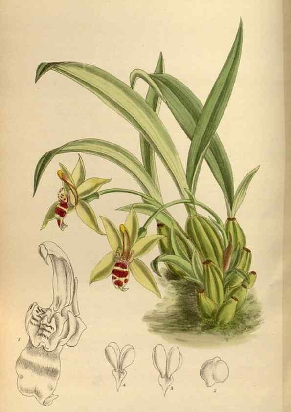 Reproducción/Reproduction 36015537006: Curtis's botanical magazine.. London ; New York [etc.] :Academic Press [etc.]