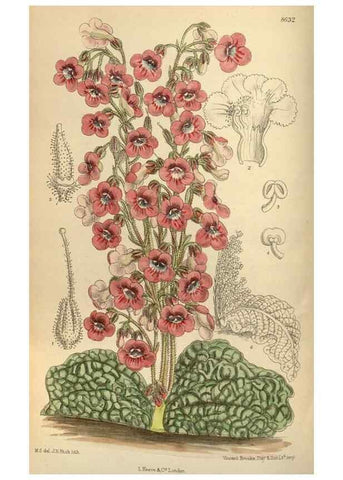 Reproducción/Reproduction 35885674682: Curtis's botanical magazine.. London ; New York [etc.] :Academic Press [etc.]