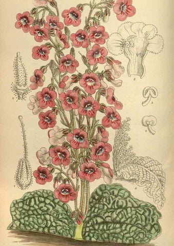 Reproducción/Reproduction 35885674682: Curtis's botanical magazine.. London ; New York [etc.] :Academic Press [etc.]