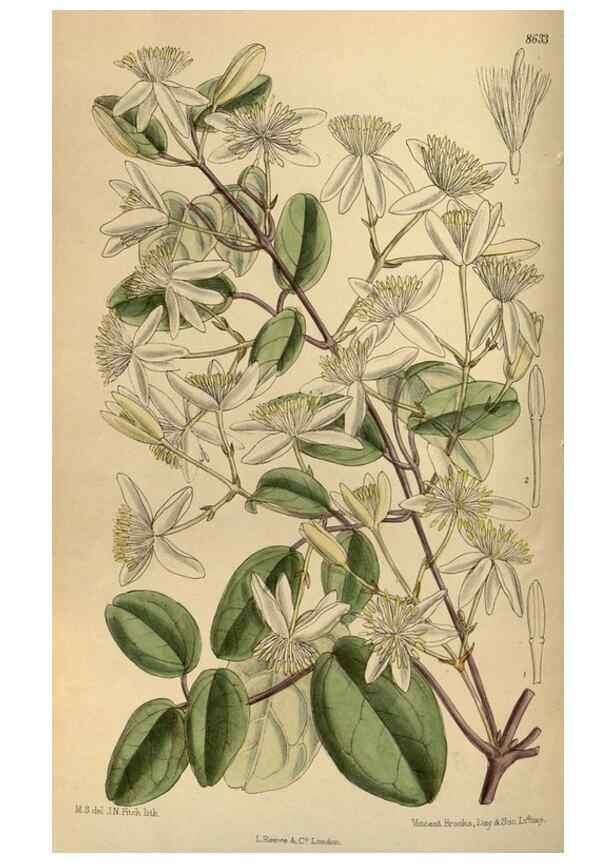 Reproducción/Reproduction 36015542586: Curtis's botanical magazine.. London ; New York [etc.] :Academic Press [etc.]