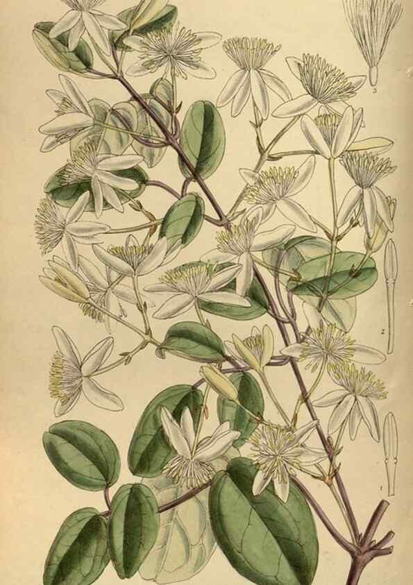 Reproducción/Reproduction 36015542586: Curtis's botanical magazine.. London ; New York [etc.] :Academic Press [etc.]