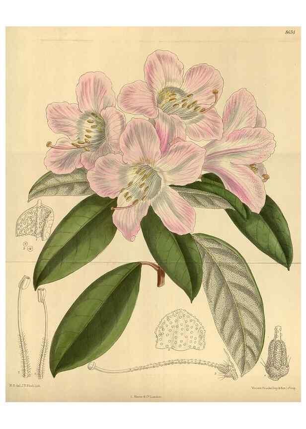 Reproducción/Reproduction 36015544556: Curtis's botanical magazine.. London ; New York [etc.] :Academic Press [etc.]