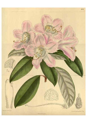 Reproducción/Reproduction 36015544556: Curtis's botanical magazine.. London ; New York [etc.] :Academic Press [etc.]