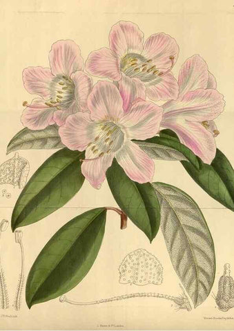 Reproducción/Reproduction 36015544556: Curtis's botanical magazine.. London ; New York [etc.] :Academic Press [etc.]