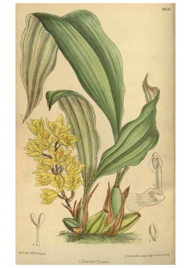Reproducción/Reproduction 35667374500: Curtis's botanical magazine.. London ; New York [etc.] :Academic Press [etc.]