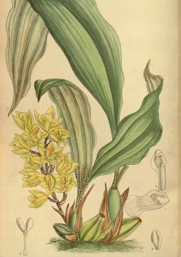 Reproducción/Reproduction 35667374500: Curtis's botanical magazine.. London ; New York [etc.] :Academic Press [etc.]