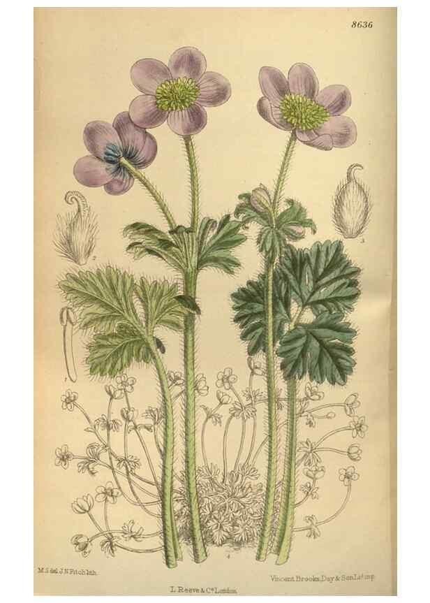 Reproducción/Reproduction 35667376000: Curtis's botanical magazine.. London ; New York [etc.] :Academic Press [etc.]