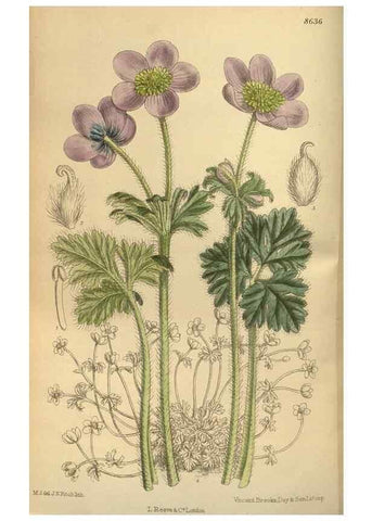 Reproducción/Reproduction 35667376000: Curtis's botanical magazine.. London ; New York [etc.] :Academic Press [etc.]