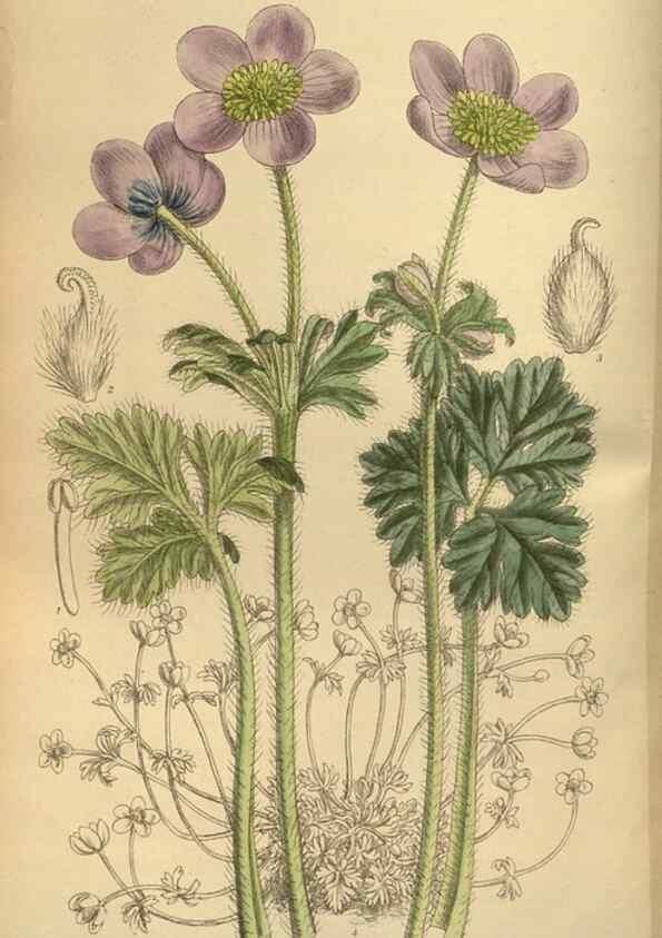 Reproducción/Reproduction 35667376000: Curtis's botanical magazine.. London ; New York [etc.] :Academic Press [etc.]