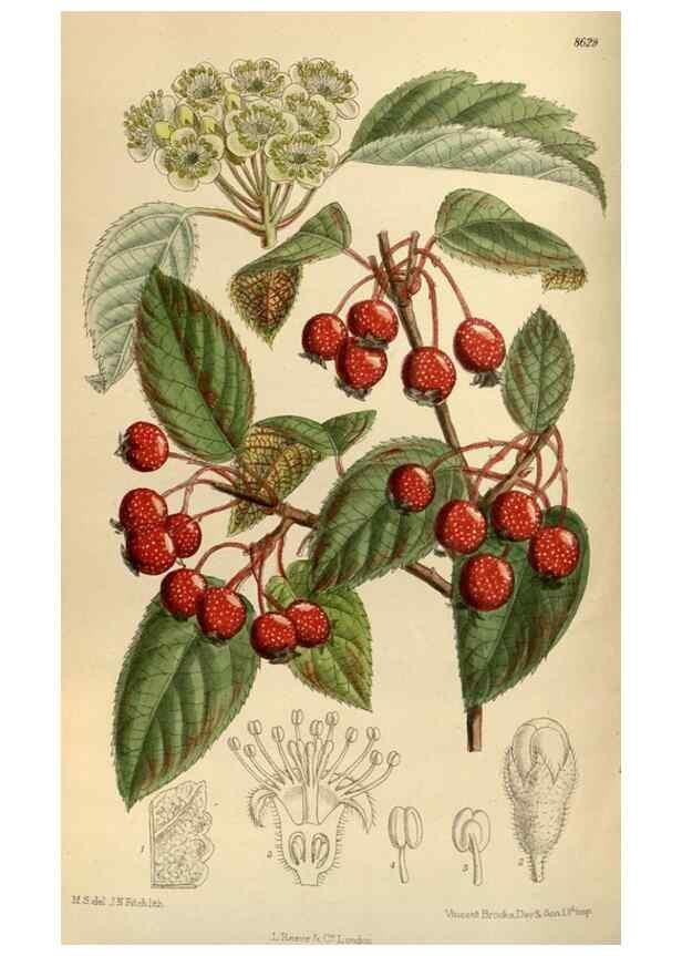Reproducción/Reproduction 36015531816: Curtis's botanical magazine.. London ; New York [etc.] :Academic Press [etc.]