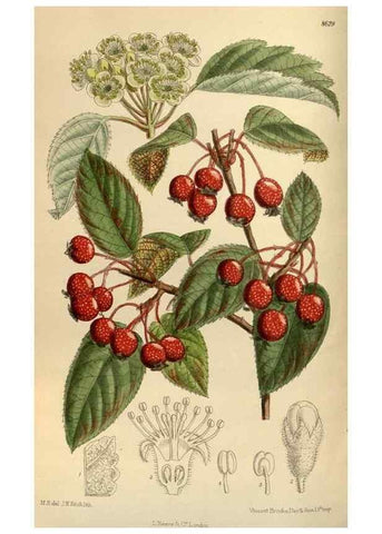 Reproducción/Reproduction 36015531816: Curtis's botanical magazine.. London ; New York [etc.] :Academic Press [etc.]