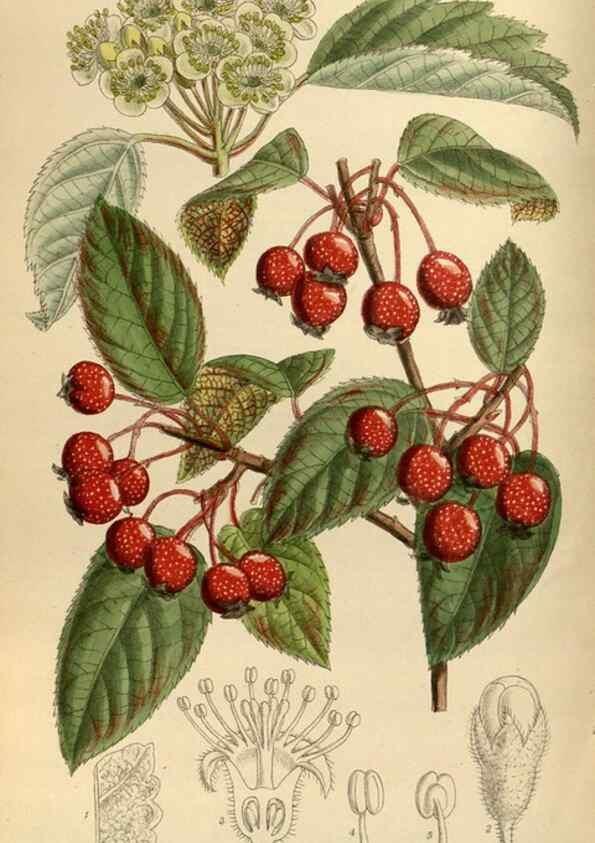 Reproducción/Reproduction 36015531816: Curtis's botanical magazine.. London ; New York [etc.] :Academic Press [etc.]