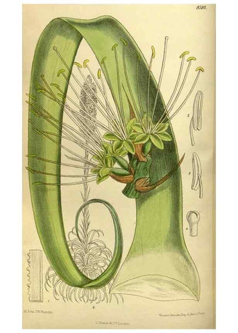 Reproducción/Reproduction 35247823183: Curtis's botanical magazine.. London ; New York [etc.] :Academic Press [etc.]