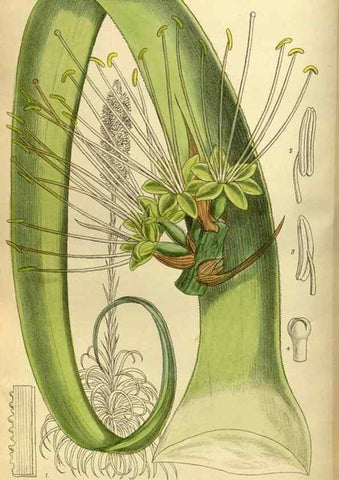 Reproducción/Reproduction 35247823183: Curtis's botanical magazine.. London ; New York [etc.] :Academic Press [etc.]