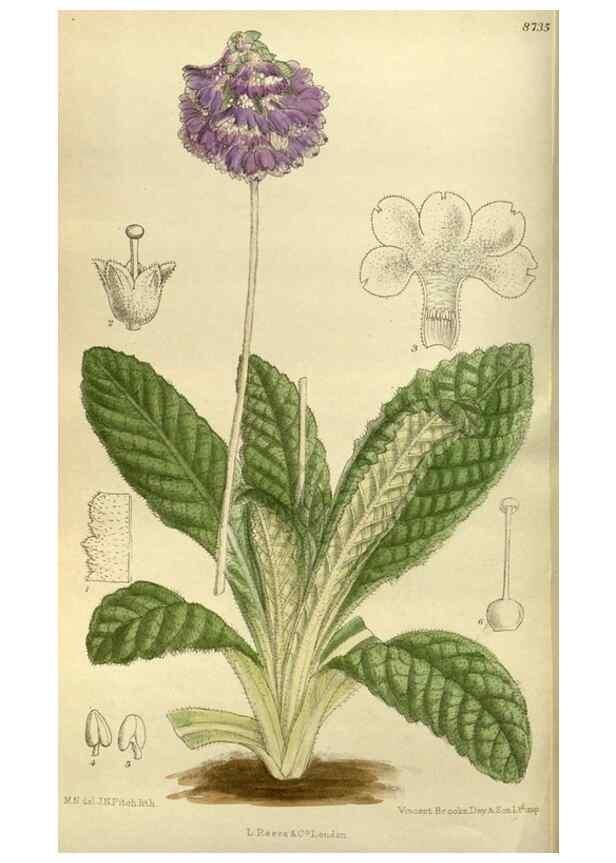 Reproducción/Reproduction 35885952142: Curtis's botanical magazine.. London ; New York [etc.] :Academic Press [etc.]