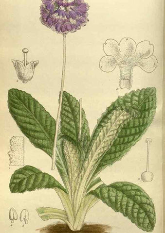 Reproducción/Reproduction 35885952142: Curtis's botanical magazine.. London ; New York [etc.] :Academic Press [etc.]