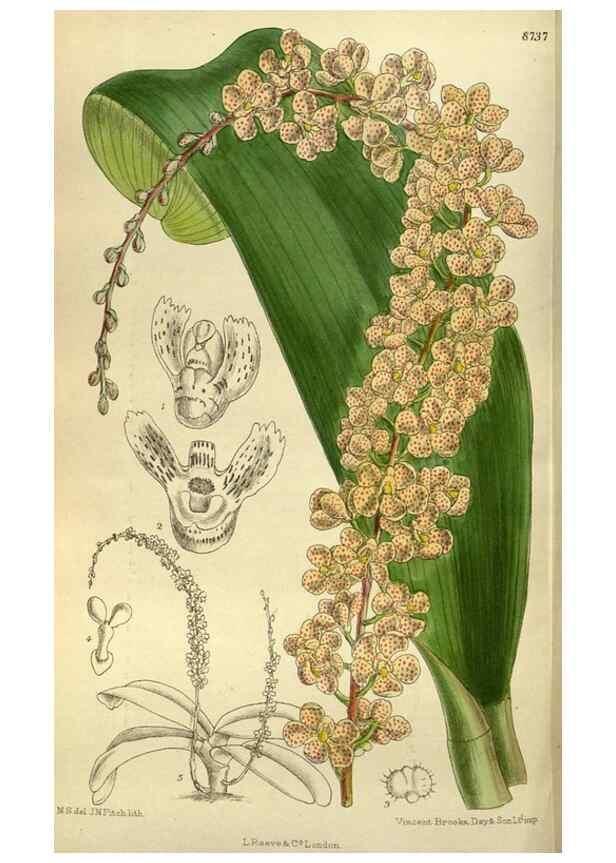 Reproducción/Reproduction 35885955642: Curtis's botanical magazine.. London ; New York [etc.] :Academic Press [etc.]