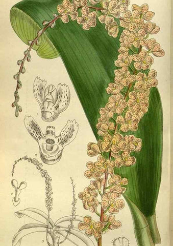Reproducción/Reproduction 35885955642: Curtis's botanical magazine.. London ; New York [etc.] :Academic Press [etc.]