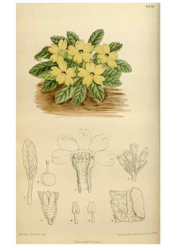 Reproducción/Reproduction 35886684462: Curtis's botanical magazine.. London ; New York [etc.] :Academic Press [etc.]