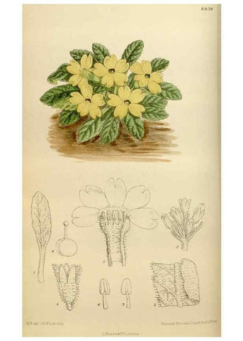 Reproducción/Reproduction 35886684462: Curtis's botanical magazine.. London ; New York [etc.] :Academic Press [etc.]