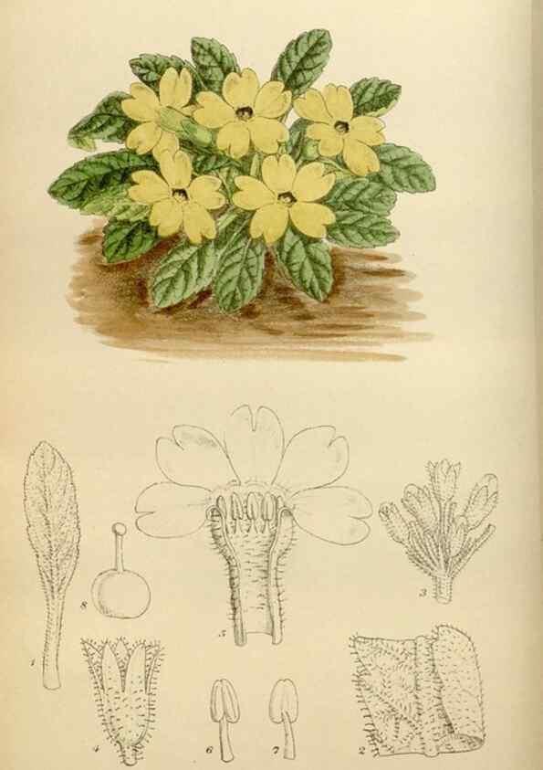 Reproducción/Reproduction 35886684462: Curtis's botanical magazine.. London ; New York [etc.] :Academic Press [etc.]