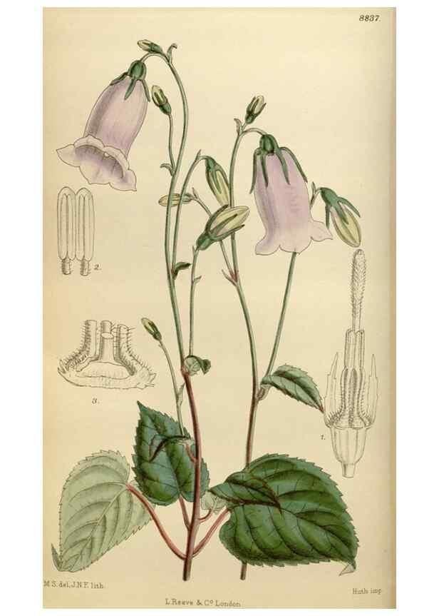 Reproducción/Reproduction 36057959705: Curtis's botanical magazine.. London ; New York [etc.] :Academic Press [etc.]