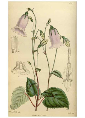 Reproducción/Reproduction 36057959705: Curtis's botanical magazine.. London ; New York [etc.] :Academic Press [etc.]