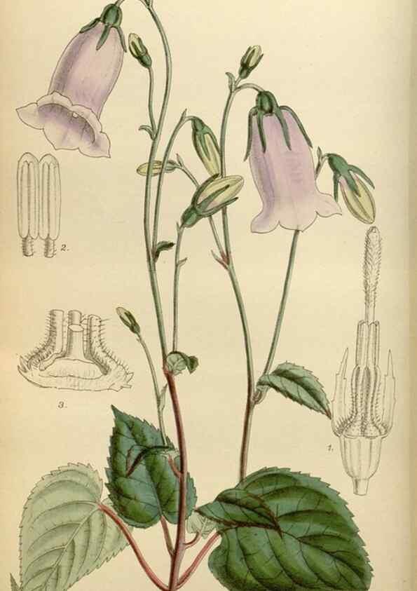 Reproducción/Reproduction 36057959705: Curtis's botanical magazine.. London ; New York [etc.] :Academic Press [etc.]
