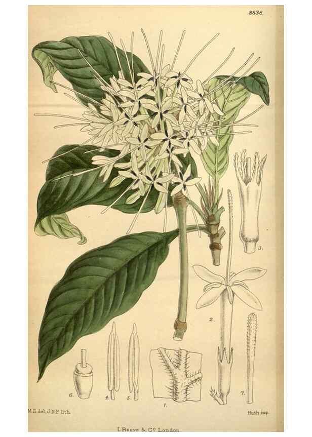 Reproducción/Reproduction 36057961825: Curtis's botanical magazine.. London ; New York [etc.] :Academic Press [etc.]